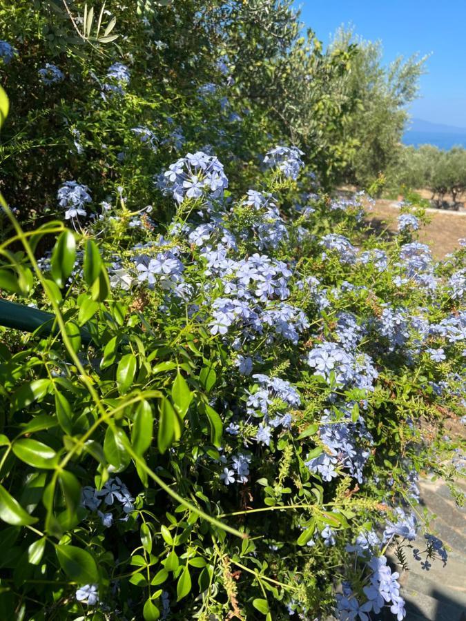 Villa Pefnos Agios Nikolaos  Extérieur photo